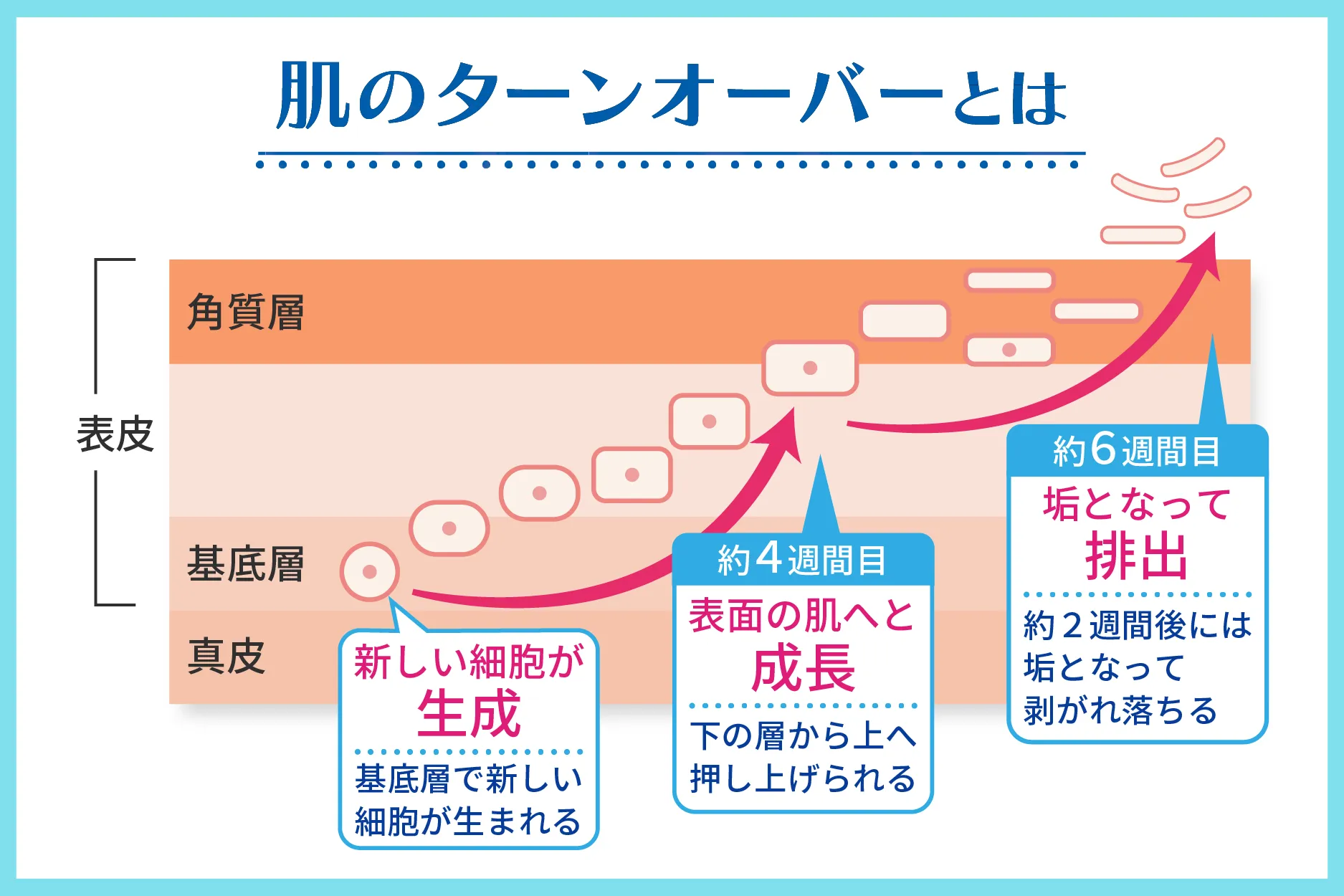 肌のターンオーバーとは